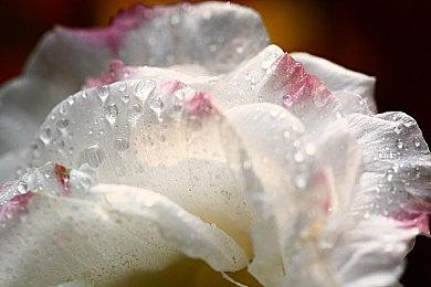 第三人称塔防游戏《罗宾汉：舍伍德卫士》Steam页面 发售日待定